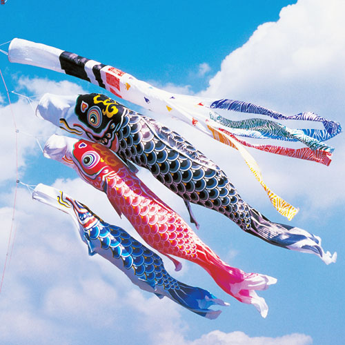 鯉のぼり【熊本店】 / 羽衣錦鯉(5M/4M/3M)