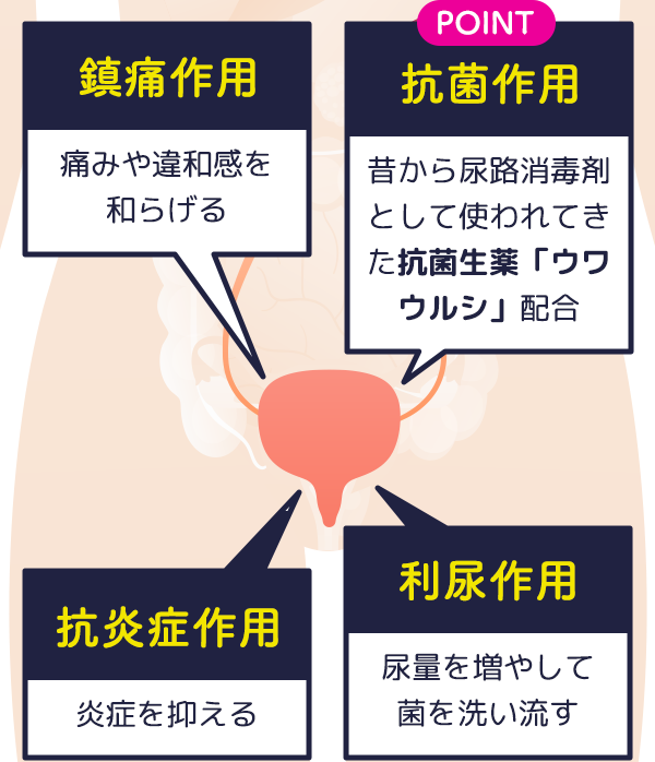 膀胱炎の市販薬、腎仙散（じんせんさん）｜和漢のチカラを科学する摩耶