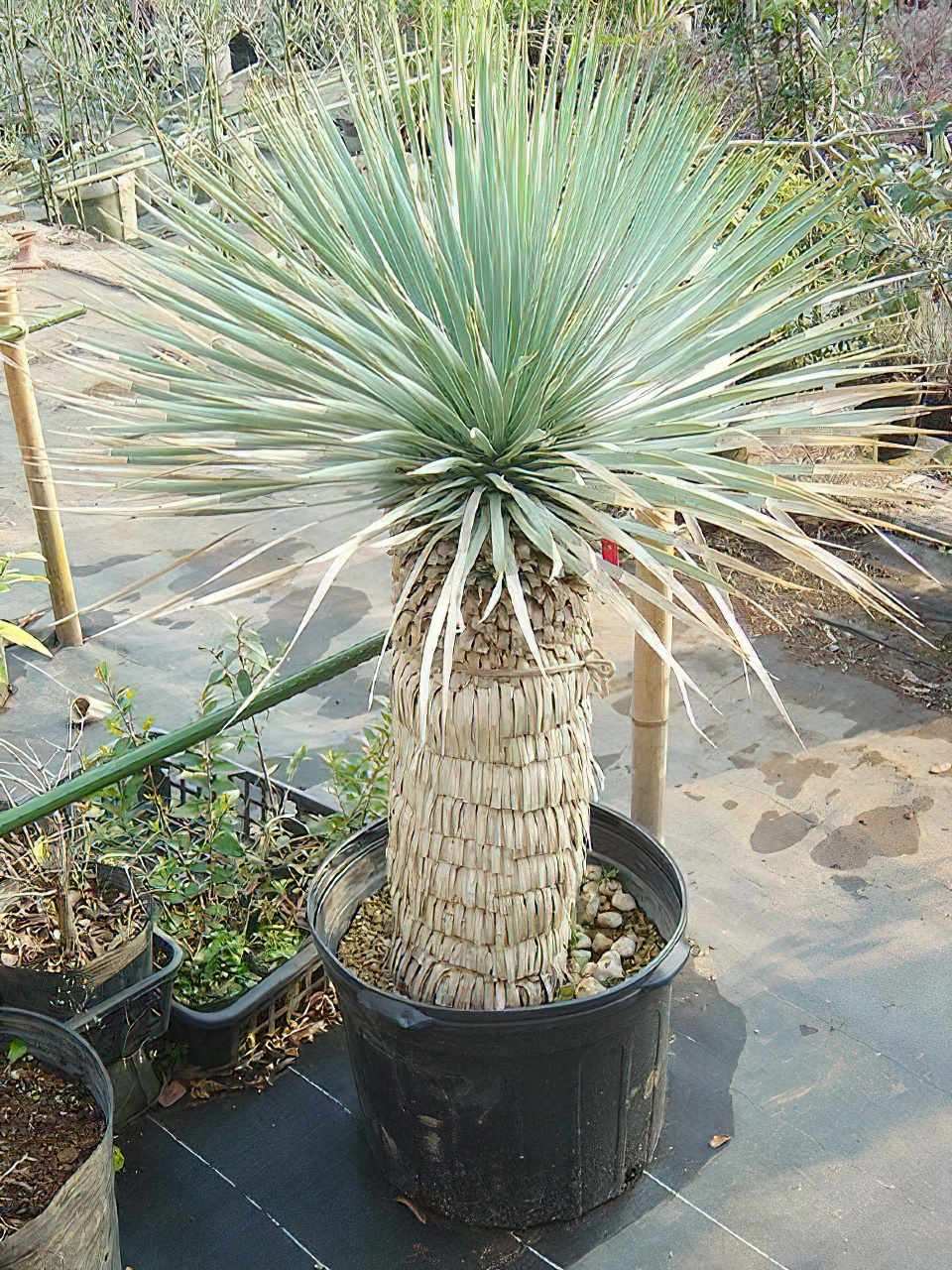 ユッカ・ロストラータ | HITOTOKI by MAKIMO PLANT