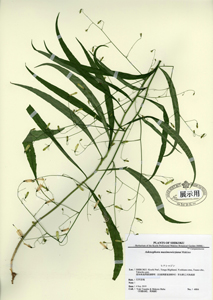 巡回展「標本展」津野町カルスト学習館で開催｜ 高知県立牧野植物園