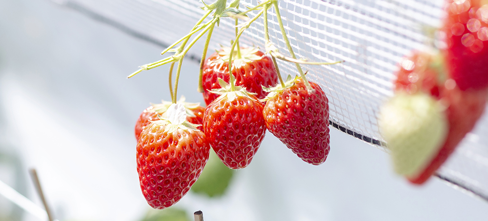 いちご狩り七楽の郷