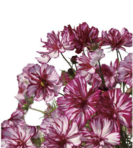 コスモス | ムラカミシード