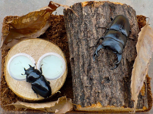 国産オオクワガタ（福岡県久留米産）特大74mmペア販売/クワガタ工房 虫吉