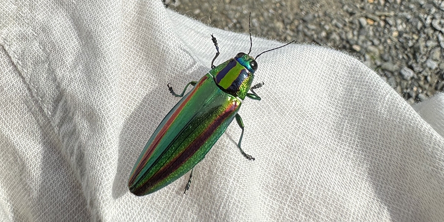 渡*辺様 36匹の緑色光沢昆虫標本 ヤマトタマムシ 装飾 渡*辺様 36匹の