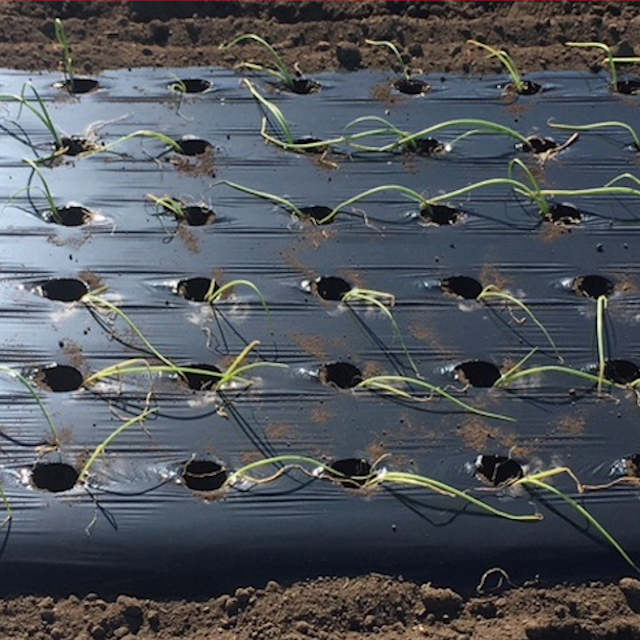 オリジナル国産黒ホールマルチ 厚さ0.02mmX幅150cmX長さ200m(黒色