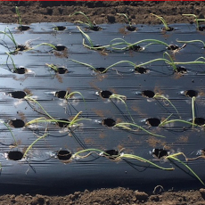 国産黒ホール（穴あき）マルチ 厚さ0.02mmX長さ200m｜品揃え日本最大