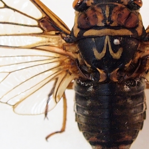 コエゾゼミ 飛翔 , タグ「昆虫」 , 蝶の標本 販売・通販のNatureShop