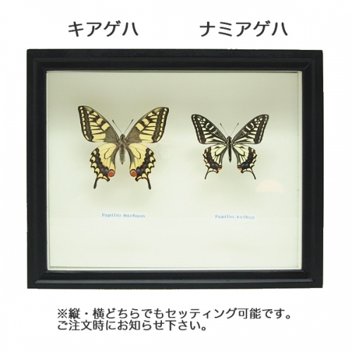アゲハ蝶2種／キアゲハ・ナミアゲハセット , タグ「set」 , 蝶の標本