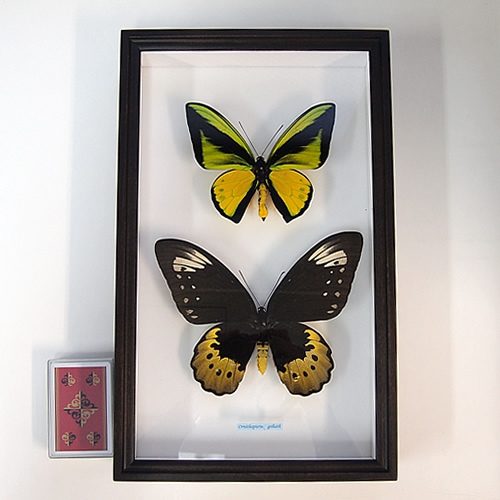 ねこねこ様リクエスト品！蝶標本 ロキシャスウスバ ペア ねこねこ様