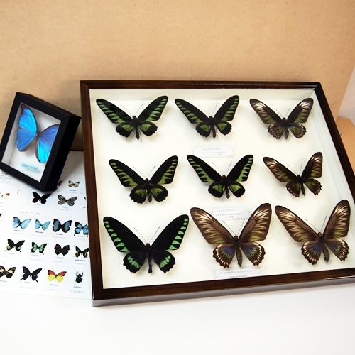 アカエリトリバネアゲハ , アゲハ蝶科標本 , 蝶の標本 販売・通販の