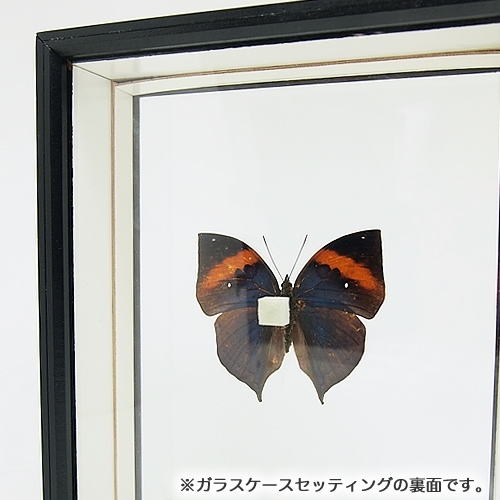 ムラサキコノハチョウ／裏展翅 , タグ「new」 , 蝶の標本 販売・通販の