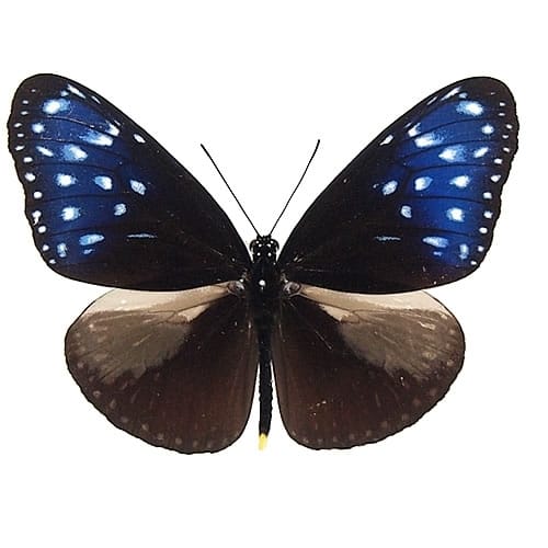 アカエリトリバネアゲハ , 蝶の標本 販売・通販のNatureShop|モルフォ