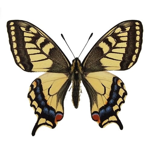 ヒイロツマベニ , 蝶の標本 販売・通販のNatureShop|モルフォや