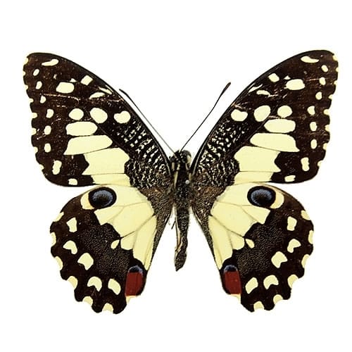 ヒイロツマベニ , 蝶の標本 販売・通販のNatureShop|モルフォや