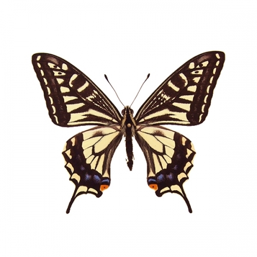 ナミアゲハ , アゲハ蝶科標本 , 蝶の標本 販売・通販のNatureShop