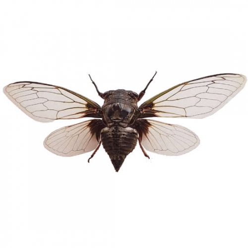 クマゼミ 飛翔 , 蝶の標本 販売・通販のNatureShop|モルフォやキプリス