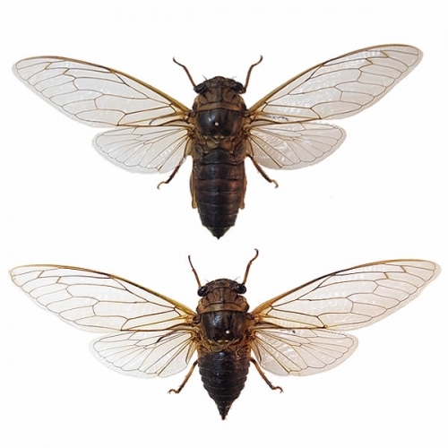 タケオオツクツクボウシ／雄雌ペア 飛翔 , タグ「昆虫」 , 蝶の標本