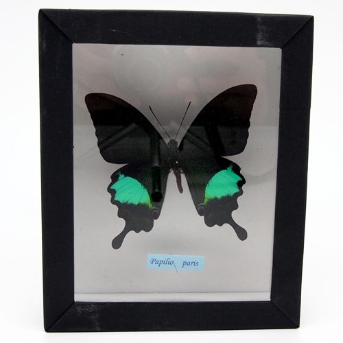 ルリモンアゲハ , アゲハ蝶科標本 , 蝶の標本 販売・通販のNatureShop