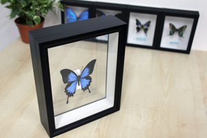 タイヨウモルフォ , タテハ蝶科標本 , 蝶の標本 販売・通販の