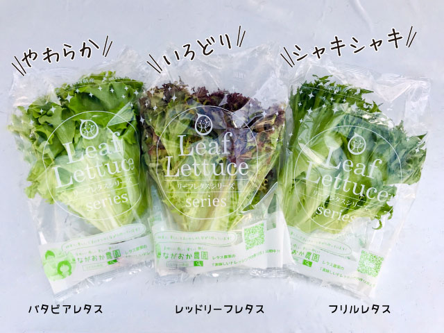 lettuce3 - ながおか農園