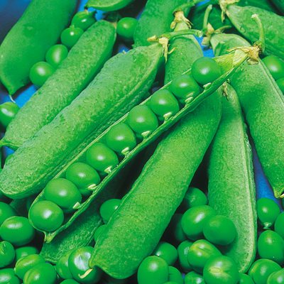 久留米豊豌豆／野菜の種の通信販売 - 中原採種場(株)