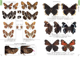 北海道の蝶 Butterflies of Hokkaido