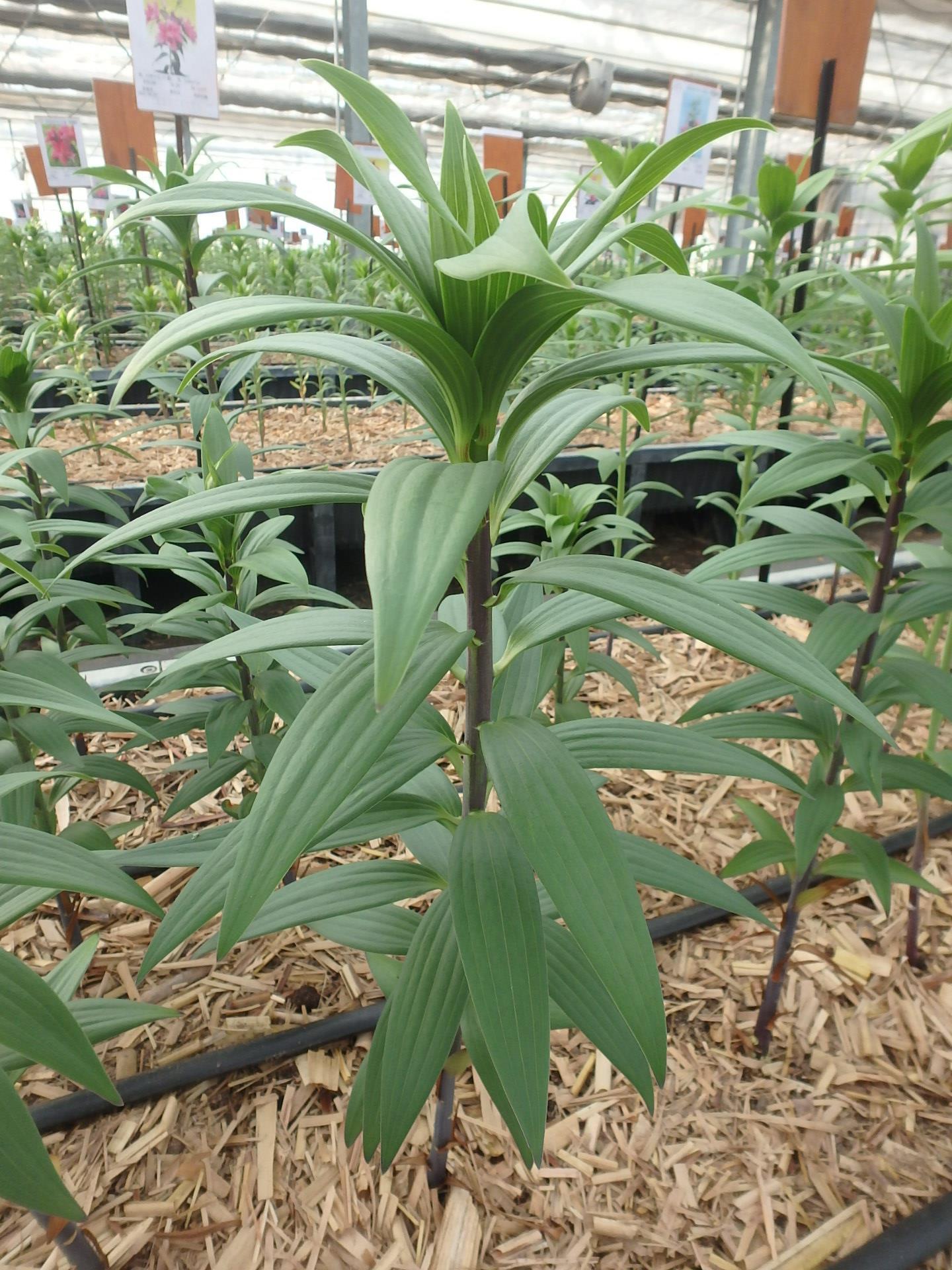 アイマックス | 株式会社中村農園