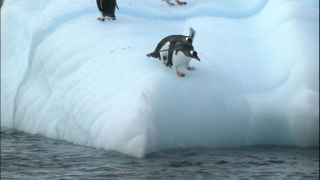 氷山で遊ぶジェンツーペンギン｜地域｜NHKアーカイブス