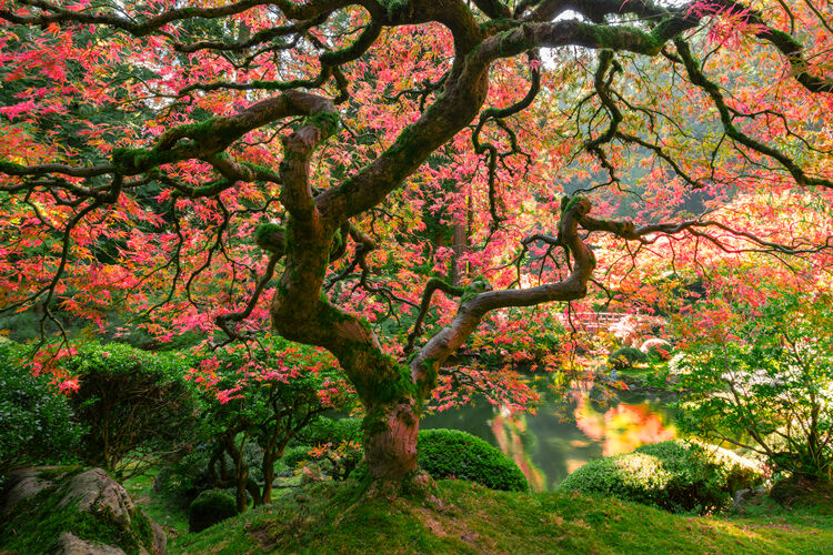 Garden of Zen - Large Scale Photo of Japanese Garden in Portland