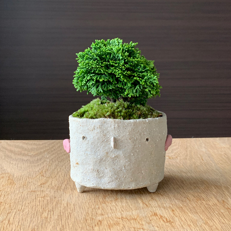 送料無料 連山ヒノキのミニ盆栽 鉢 真山茜盆栽 ぼんさい ボンサイ