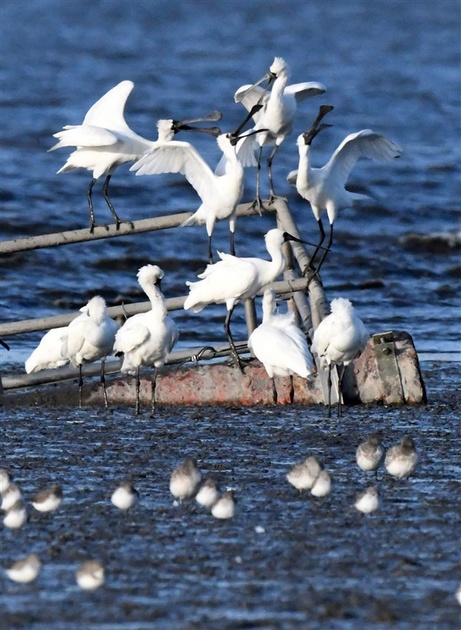 シギ、チドリ…30種飛来「水鳥の楽園」 白い羽と青空まぶしく 佐賀・東