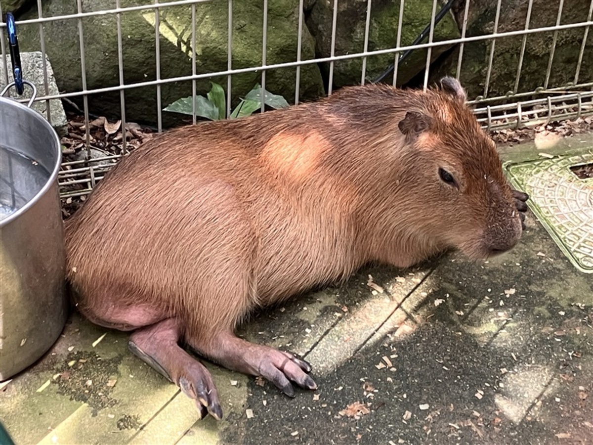 僕の名前「なると」だよ 北九州市若松区のグリーンパークに仲間入りの