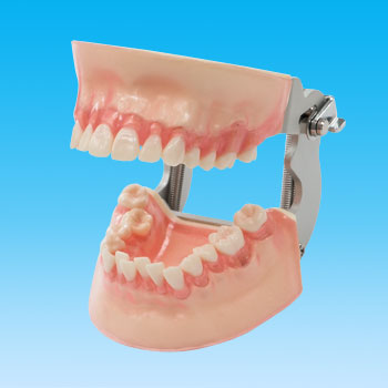 歯科学教育向け商品・実習模型｜株式会社ニッシン｜歯科模型・歯科材料