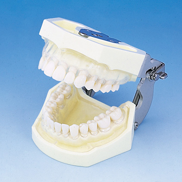 SRP用顎模型 [D16D-500H(GSD)-MF](D咬合器つき)｜株式会社ニッシン