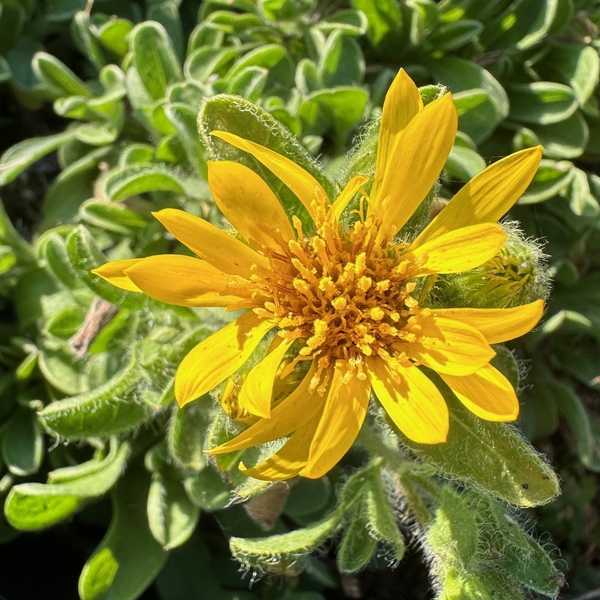 Heterotheca sessiliflora 'San Bruno Mountain' at San Marcos Growers