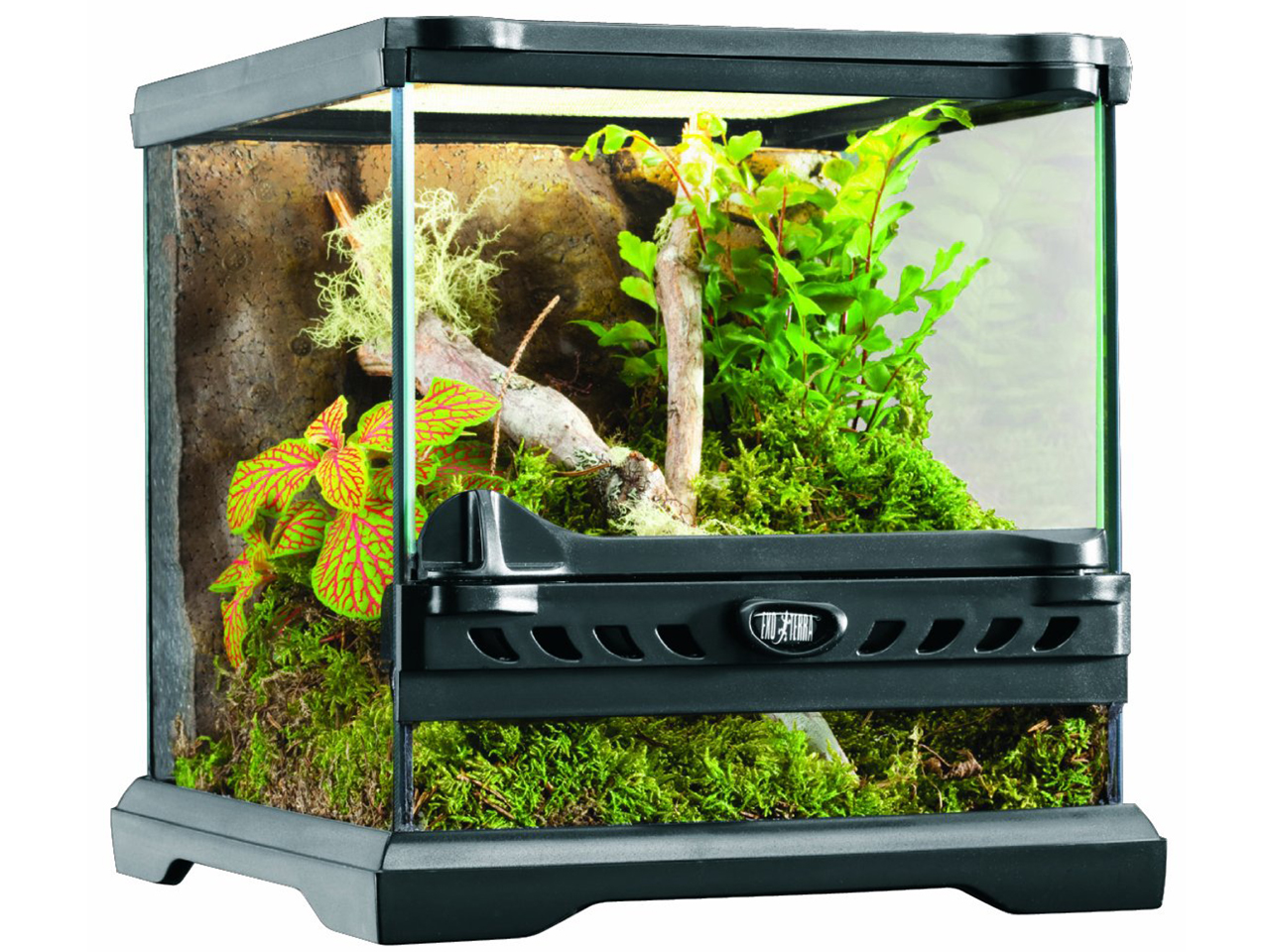 爬虫類ショップ サウリア守口店｜グラステラリウム ナノキューブ