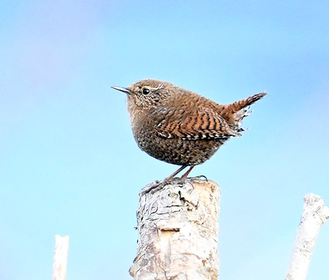 小さな鳥、大きな鳥 | 相模原市立博物館の職員ブログ