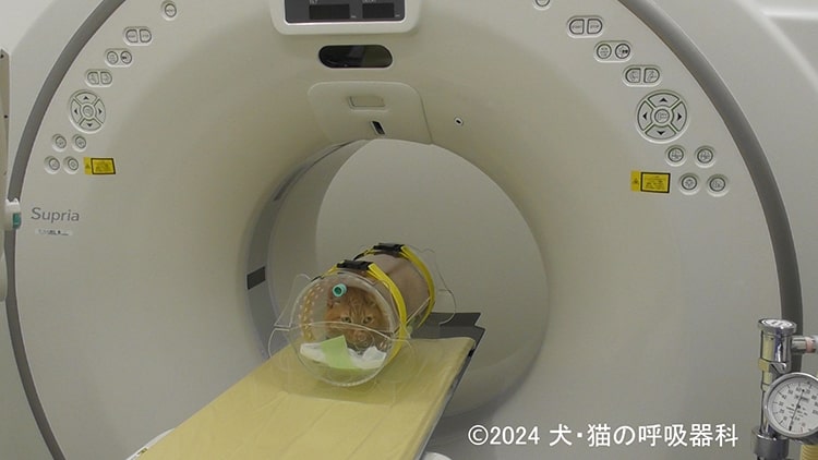 呼吸器のCT検査 - 呼吸器専門の動物病院 | 犬・猫の呼吸器科（旧