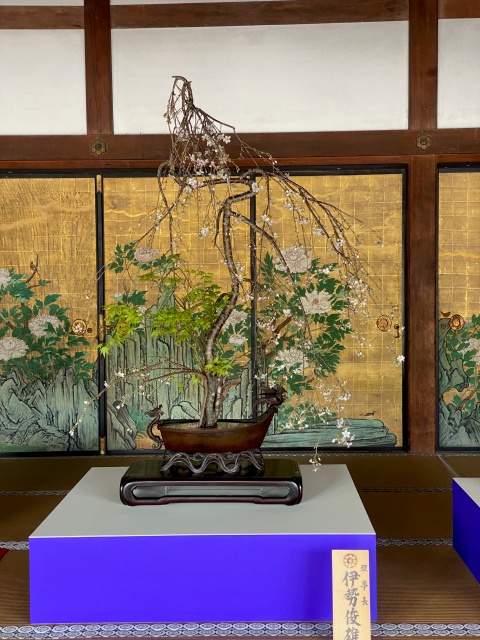 令和6年嵯峨天皇奉献華道祭 - いけばな嵯峨御流（さがごりゅう）