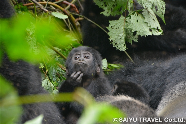 ウガンダ マウンテンゴリラトレッキング | 添乗員ツアーレポート｜西遊旅行