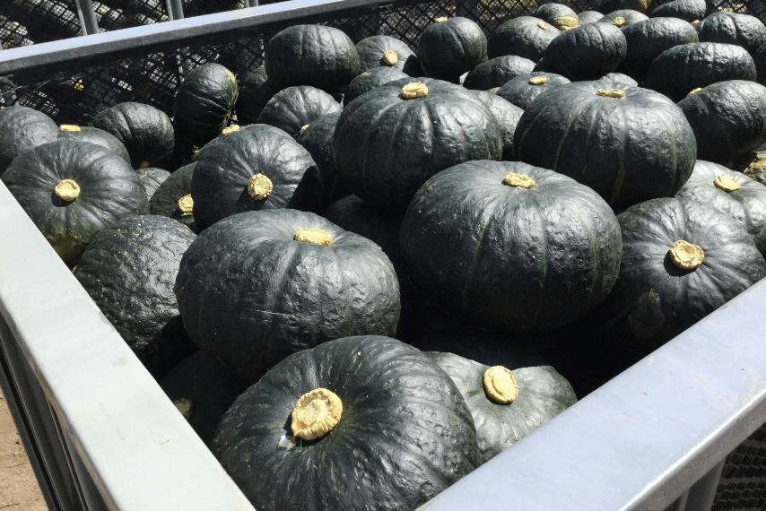 サカタのタネ - ランチパック