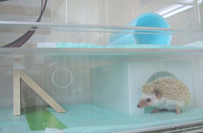 高級アクリルケージのご案内