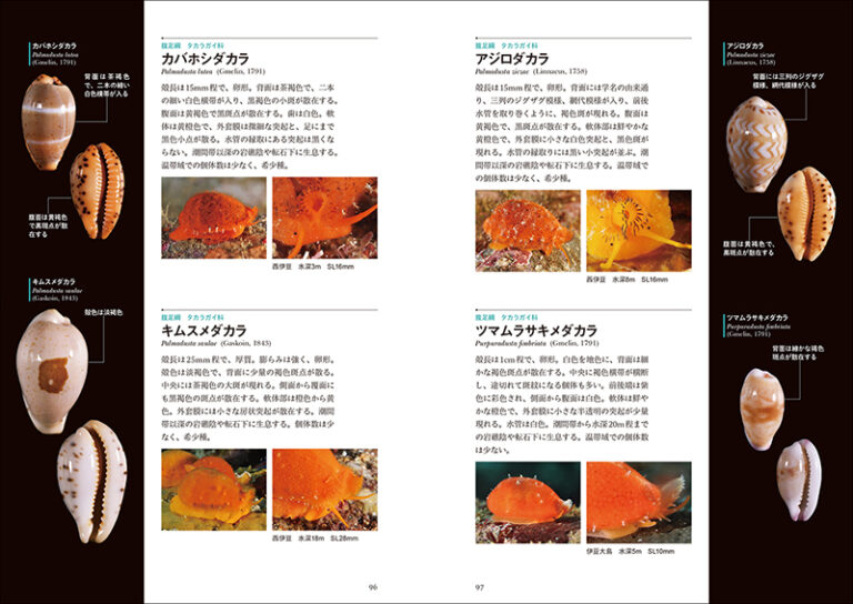 日本の貝 | 株式会社誠文堂新光社