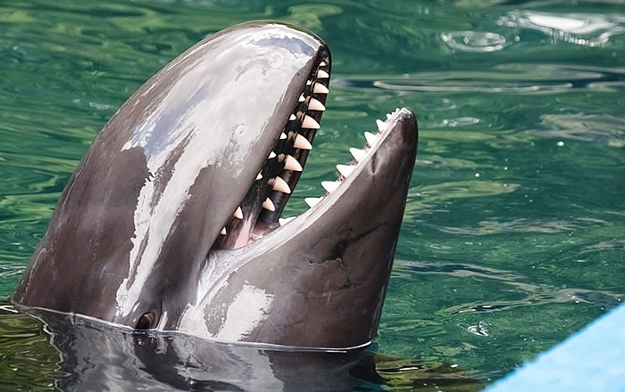 種類によって特徴は様々？ハクジラの歯 | 札幌駅北口すぐの歯医者