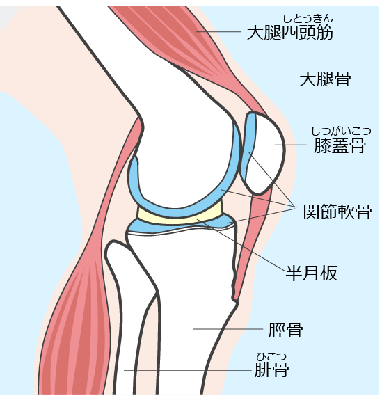 人工膝関節置換術（Total Knee Arthroplasty, TKA） | 足立区綾瀬の