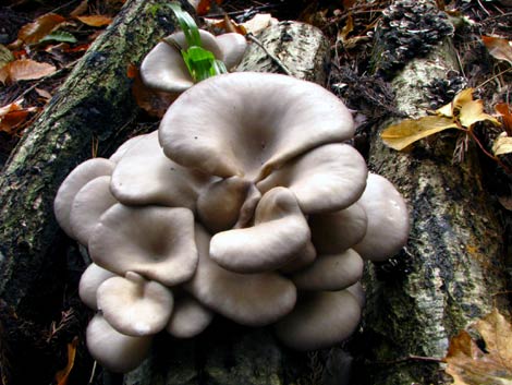 きのこ】キノックス 「ひらたけ （別名：しめじ） H64号」種駒 500駒