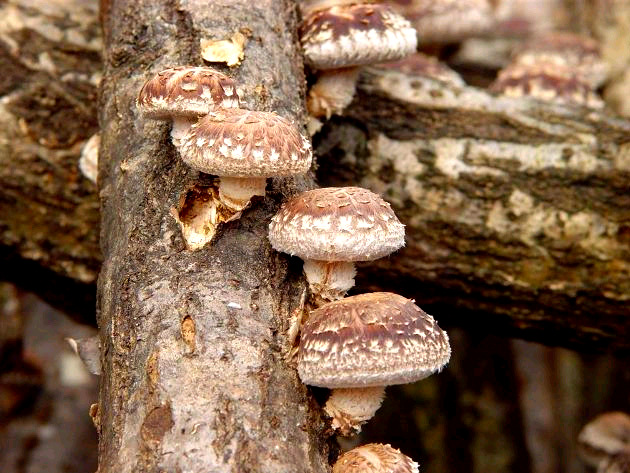 きのこ】キノックス 中低温種「しいたけS32号」種駒 500駒入り ☆販売