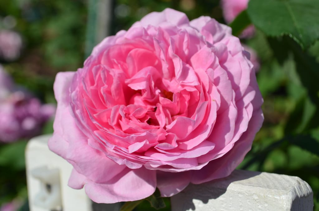 コンテ・ドゥ・シャンボール | ローズガーデン | 白い恋人パーク