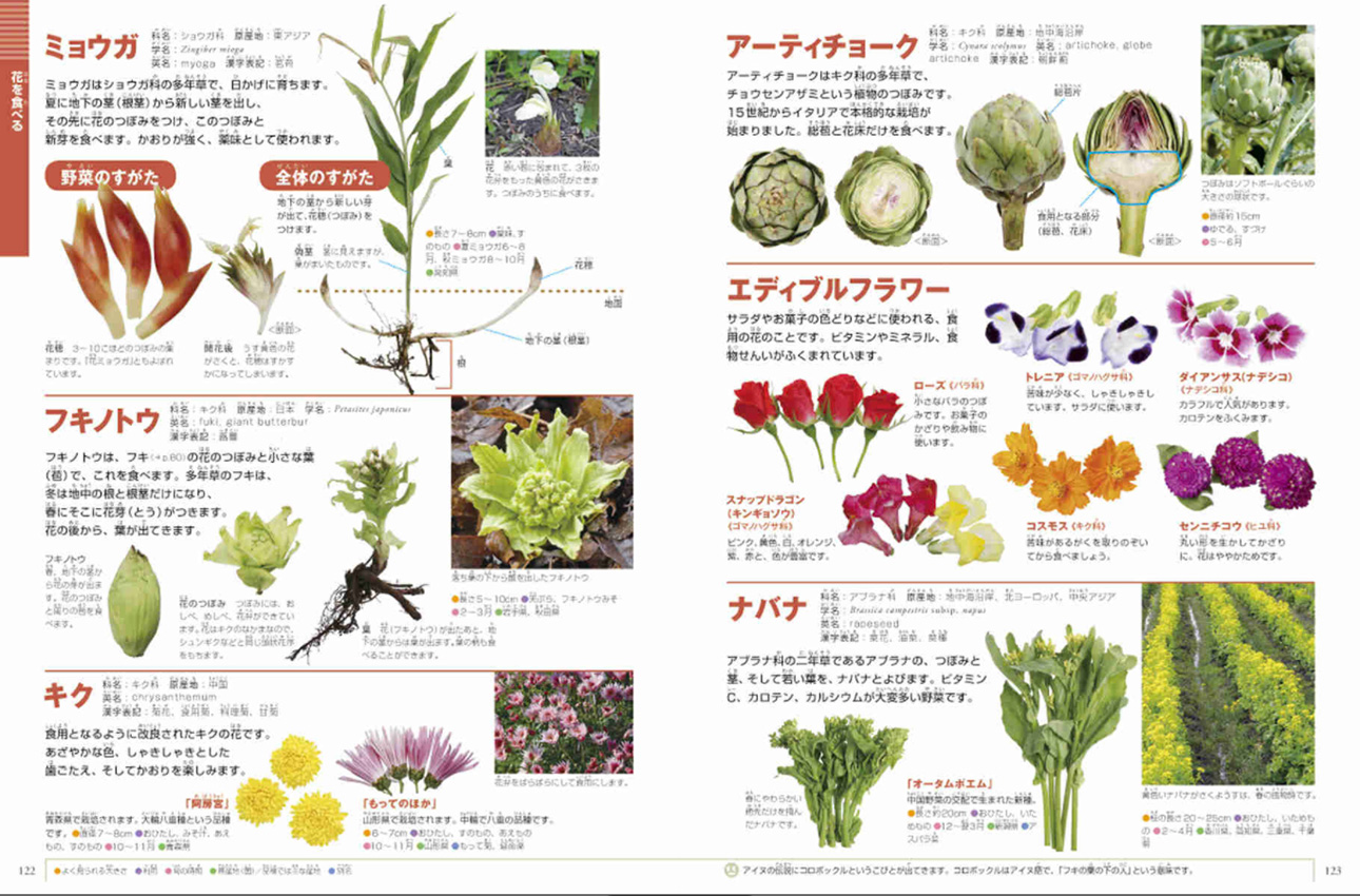 野菜と果物 | 小学館の図鑑NEOシリーズ | 小学館