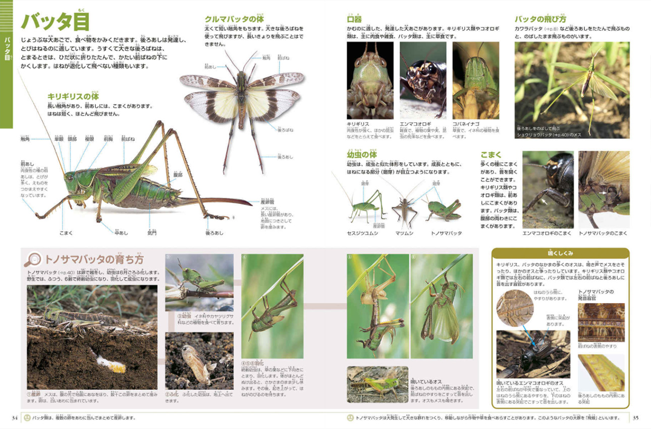 新版］昆虫 DVDつき | 小学館の図鑑NEOシリーズ | 小学館